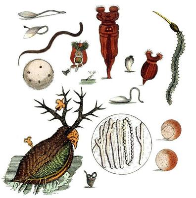 與上帝平起平坐的微生物 生物起源于它，人類未來依靠它