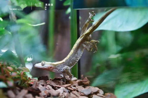 寧波市中心空降熱帶雨林 5000份水母、6000株植物與遠古生物共舞